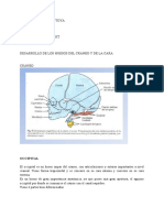 Desarrollo de Los Huesos Del Cráneo y de La Cara - Resumen Parcial