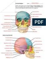 Chapter 7 Lab Assignment - Axial Skeleton Labeling