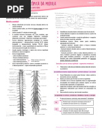 Anatomia Macroscópica Da Medula