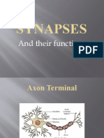 Synapses: and Their Functions