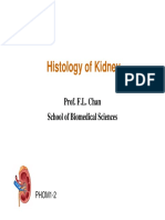 Histology of Kidney 2015-2-13