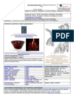 Fiche Presentation Dalbergia Trichocarpa