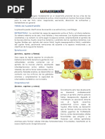 Tipos de Placentacion