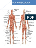 ESTUDO DIRIGIDO - Sistema Muscular