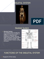 Skeletal System and Muscular System - REPORT