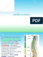 Cauda Vs Conus