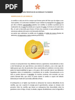 Caracteristicas de Las Semillas y Su Manejo