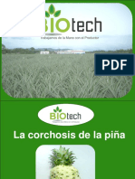 Corchosis de La Piña