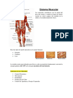 Siste Muscular Final