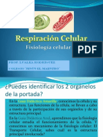 Respiración Celular