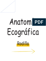 Anatomía Ecográfica Rodilla