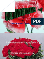 Cultivo de Clavel