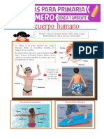 El Cuerpo Humano para Primero de Primaria