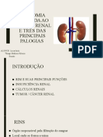 Anatomia Aplicada Ao Sistema Renal