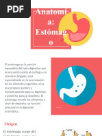 Anatomía DE Estómago