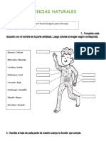 Partes Del Cuerpo Humano 1