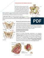 Resumen Pelvis