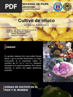 Cultivo de Olluco