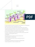 Membrana Celular Mapa Conceptual..... Norma 5..