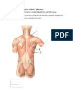 Identifica en La Figura Los Músculos Superficiales Del Dorso Que Se Observan. Pálpalos en La Anatomía de Superficie Con Tus Compañeros de Estudio