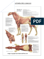 ANATOMÍA DEL CABALLO, Dibujo e Historia (Autoguardado)