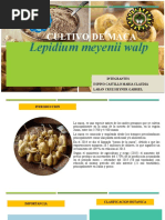 Cultivo de Maca