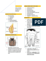 Periodontium Notes