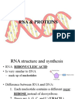 Rna Protein Synthesis