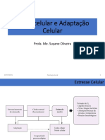 Adaptação e Morte Celular