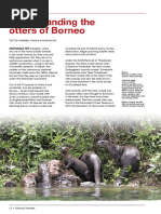 Understanding The Otters of Borneo