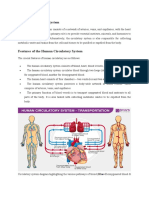 Human Circulatory System