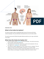 What Is The Endocrine System?