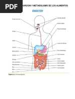 Digestion Absorcion Metabolismo