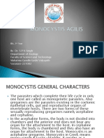 Monocystis Agilis