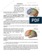 Resumo Telencéfalo