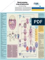 Stemcell Poster