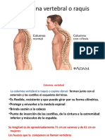 Columna Vertebral o Raquis 2017