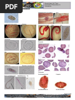 Nematodes, Plasmodium and Trematodes Lab