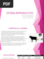 Sistema Reproductivo