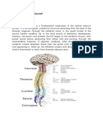 Anatomy and Physiology The Spinal Cord