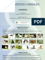 Semovientes y Animales Caninos