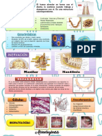 Periodontogenesis y Alveologenesis