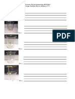 Proceso de Germinación Del Fríjol