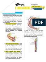 Musculos Del Torax