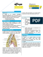 Resumen - Traquea