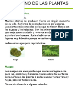 El Reino de Las Plantas 5º Primaria Adaptado