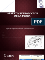 Aparato Reproductor de La Perra