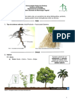 RAIZ e CAULE - Roteiro Ilustrado