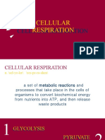 Cellular Respiration