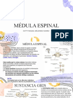 Medula Espinal